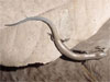 Culebra con patas en Caibarién